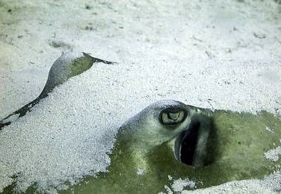 Southern Stingray Up Close by Blair Hughes 