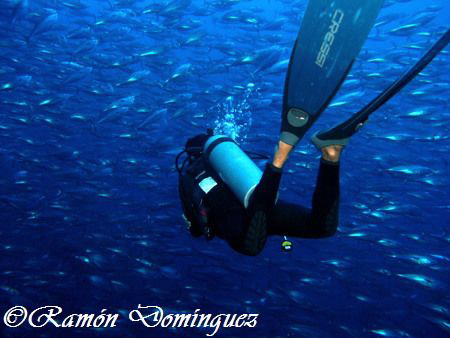 Diver been amazed by a school of skipjack tuna, Euthynnus... by Ramón Domínguez 