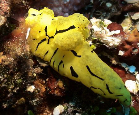 Very large Yellow Nudi. Nikonos V 1: macro ex tube by Marylin Batt 