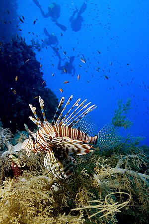 LionFish and Divers @ St. Jones "Habily Ghafar" by Nicholas Samaras 