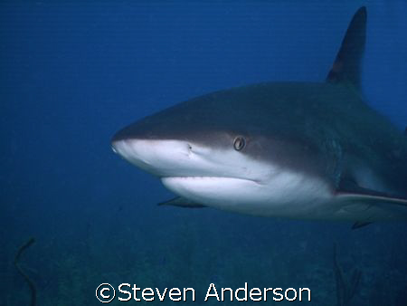 A curious Carribean Reef Shark comes in for a close look.... by Steven Anderson 