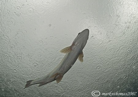 Swimming in the rain. Rainbow trout - Capernwray, summer ... by Mark Thomas 