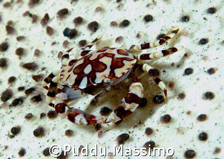 manado,nikon d70s,60mm macro by Puddu Massimo 
