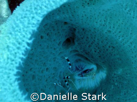 banded shrimp in a tunicate. by Danielle Stark 