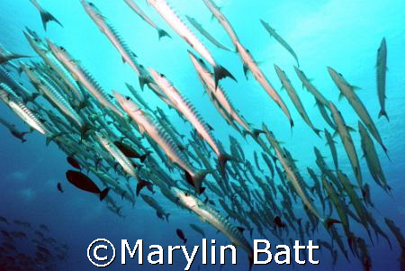 Baracuda off Mary Island in the Solomons
Nikonos V 15mm ... by Marylin Batt 