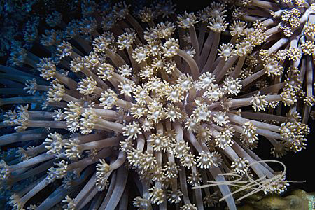 Soft Coral by Nicholas Samaras 