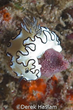 Nudibranch. Bare island. Sydney. D200, 60mm. by Derek Haslam 