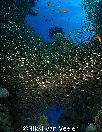 Thousands of glassfish taken at Marsa Bareika, Ras Mohame... by Nikki Van Veelen 
