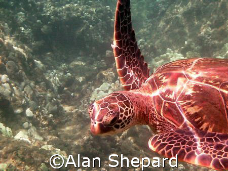 A small turtle in Maui, HI.   by Alan Shepard 