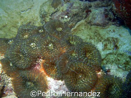 Spiny Flower Cora, Humacao, Puerto Rico, Camera DC200 by Pedro Hernandez 