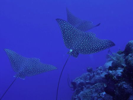 Eagle Rays by Eliel Alfon 