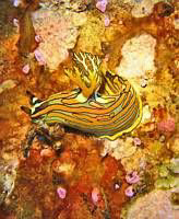 Sea Goddess on Atlantis Wreck. No Strobe.  by Blair Hughes 