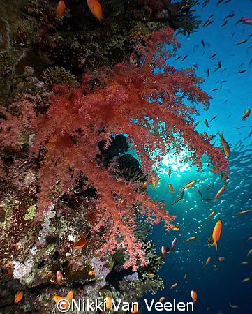 Soft corals taken at Sharks Observatory with Olympus E300. by Nikki Van Veelen 