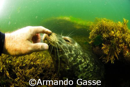Harbour Seal making a new friend by Armando Gasse 