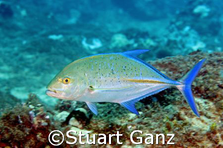 Captured w/60MM macro on my Canon 20D by Stuart Ganz 