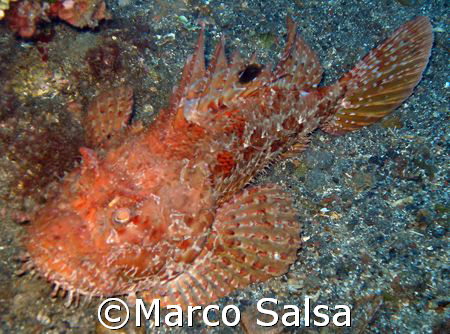 Sicilia. Isole Eolie. Salina. Turchisco. Scorfano. by Marco Salsa 
