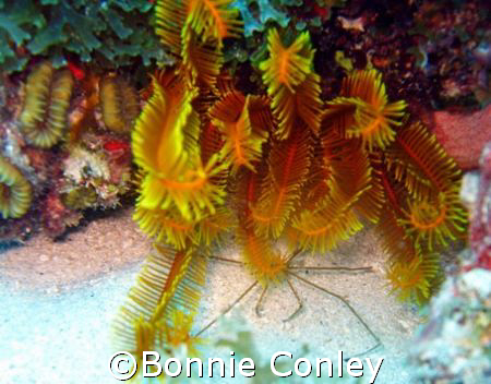 Golden Crinoid at St. Maarten.  Photo taken August 2007 w... by Bonnie Conley 