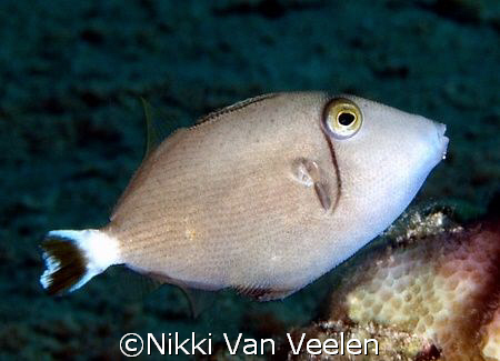 Juvenlie triggerfish taken at Ras Mohamed Park. by Nikki Van Veelen 