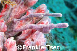 A pair ROBUST GHOSTPIPEFISH. D70S, 60mm. KAPALAI by Frankie Tsen 