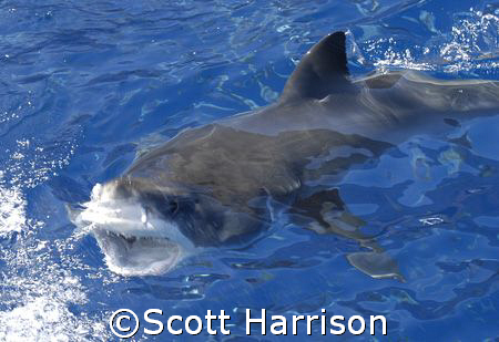 Great White at the surface. Nikon D100. Guadalupe Island,... by Scott Harrison 