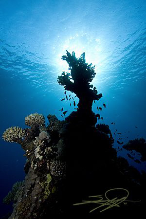 Sunburst and Coral by Nicholas Samaras 