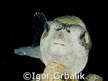 Pufferfish by Igor Grbalik 