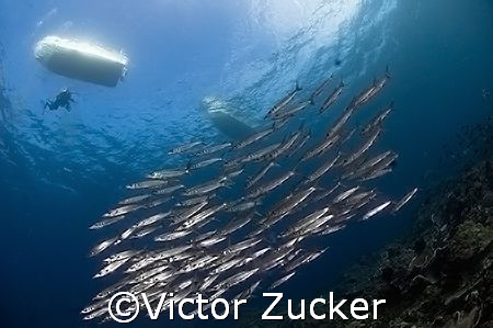 schooling under the tineys by Victor Zucker 