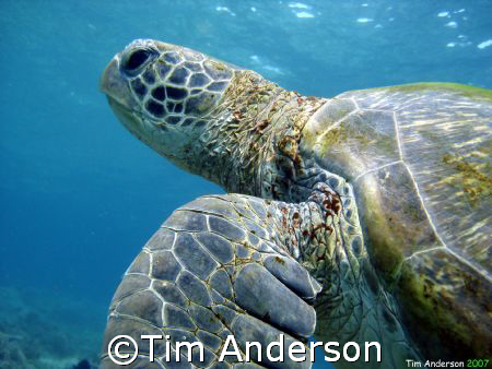 turtle on flinders reef by Tim Anderson 