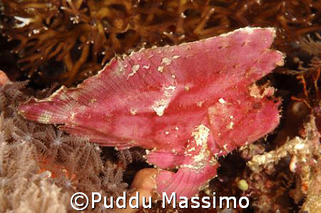 leaf red fish,manado,nikon d70 60 mm macro by Puddu Massimo 