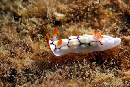 Nudibranch,Chromodoris sp. Picture taken off Negombo, Sri... by Anouk Houben 