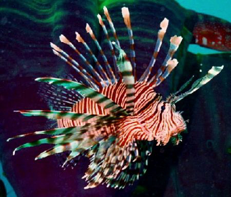 Lion Fish taken on wreck of the Ann, Solomon Islands.
Ni... by Marylin Batt 