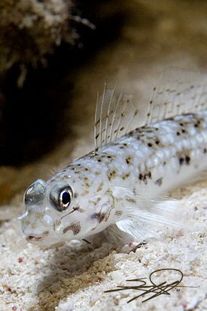 Small fish from Habily Abo Umrran @ St. Johnes by Nicholas Samaras 