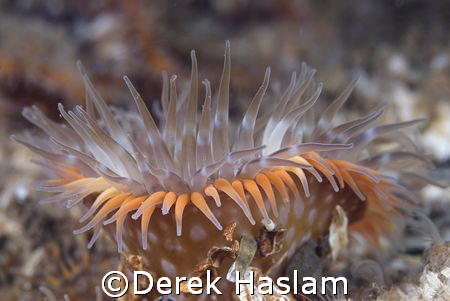 Sagartia elegans. Menai strait. D200, 105mm. by Derek Haslam 