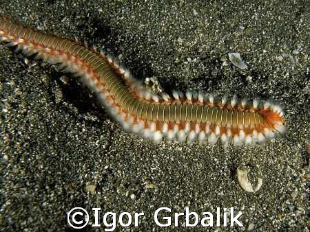 Worm, Canarian Islands by Igor Grbalik 