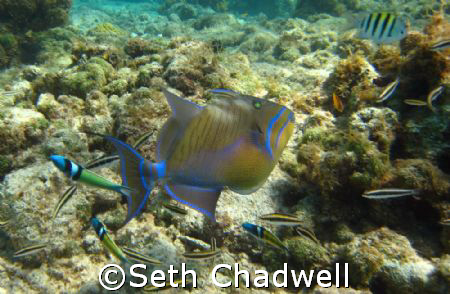 Grand Cayman by Seth Chadwell 