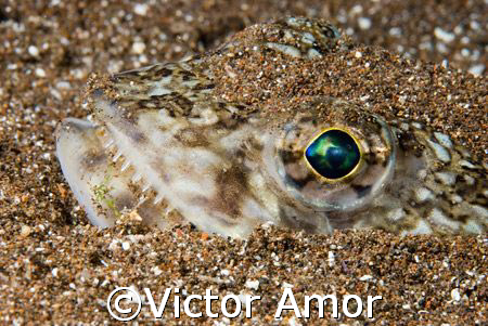 The watcher of the sand by Victor Amor 