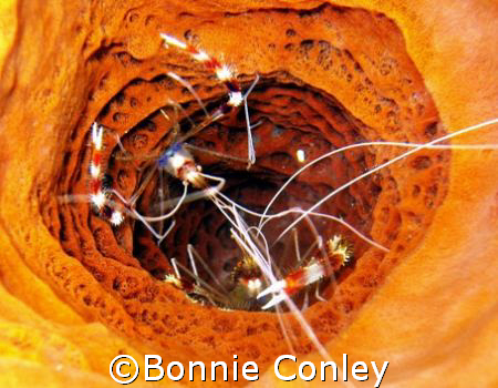 Banded Coral Shrimp seen in St. Maarten.  Photo taken Aug... by Bonnie Conley 