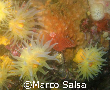 Sicilia. Isole Eolie. Salina. Turchisco. Parazoantos. by Marco Salsa 