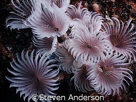 This photo of Feather Dusters was taken on the side of th... by Steven Anderson 