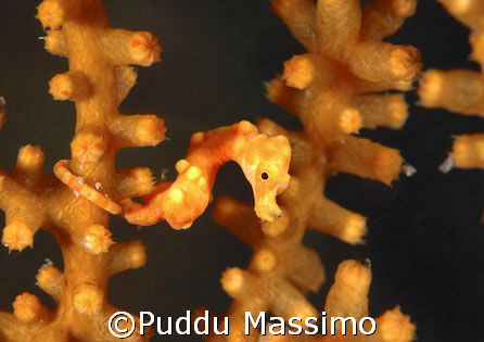 orange pigmey sea horse,manado,nikon d2x 60mm macro by Puddu Massimo 