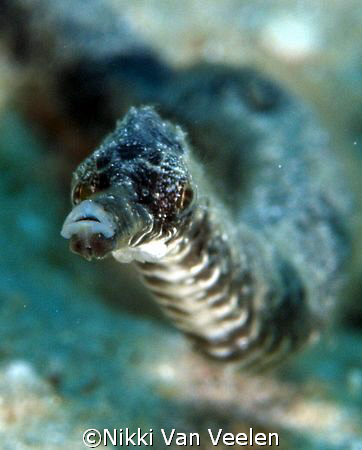 Double ended pipefish taken with E300 and 105mm lens by Nikki Van Veelen 