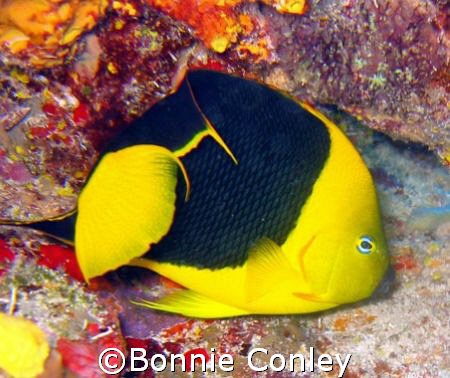 Rock Beauty seen in St. Maarten.  Photo taken August 2007... by Bonnie Conley 