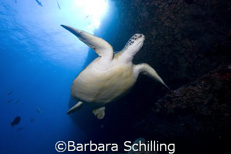 A green Turtle checking out divers by Barbara Schilling 
