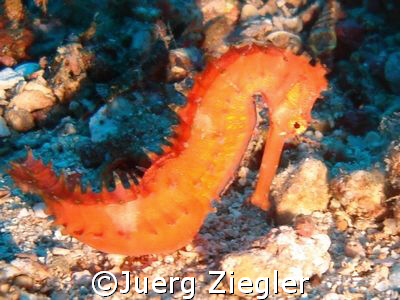 Beautiful Seahorse at 32m 
Puerto Gallera, Sabang, Phili... by Juerg Ziegler 