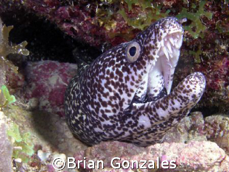 Snow Flake Eel, Key Largo, FL by Brian Gonzales 