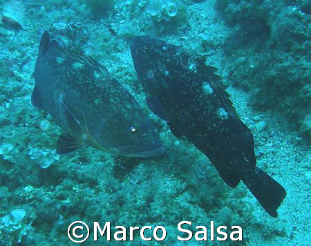 Parco di Portofino. Secca Carega. Cernie. by Marco Salsa 