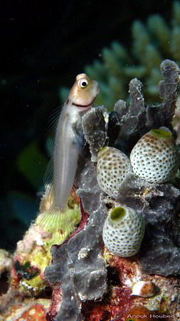 Collar blenny, Ecsenius minutus. Picture taken in Maldives. by Anouk Houben 