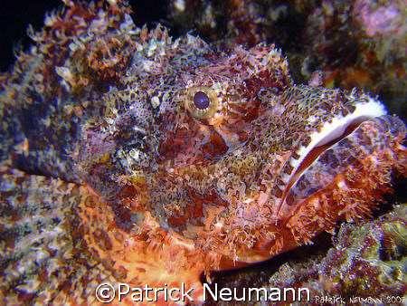 Scorpionfish portrait by Patrick Neumann 