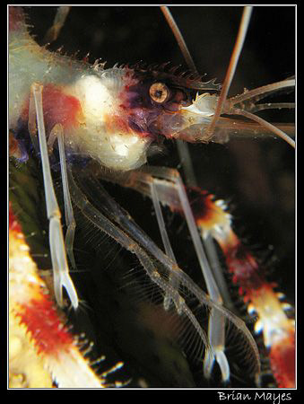 Close up of Banded Coral Shrimp.......Canon G7 with Inon ... by Brian Mayes 