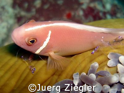Family Life: Anemone with clownfish and2 glassshrimps
An... by Juerg Ziegler 